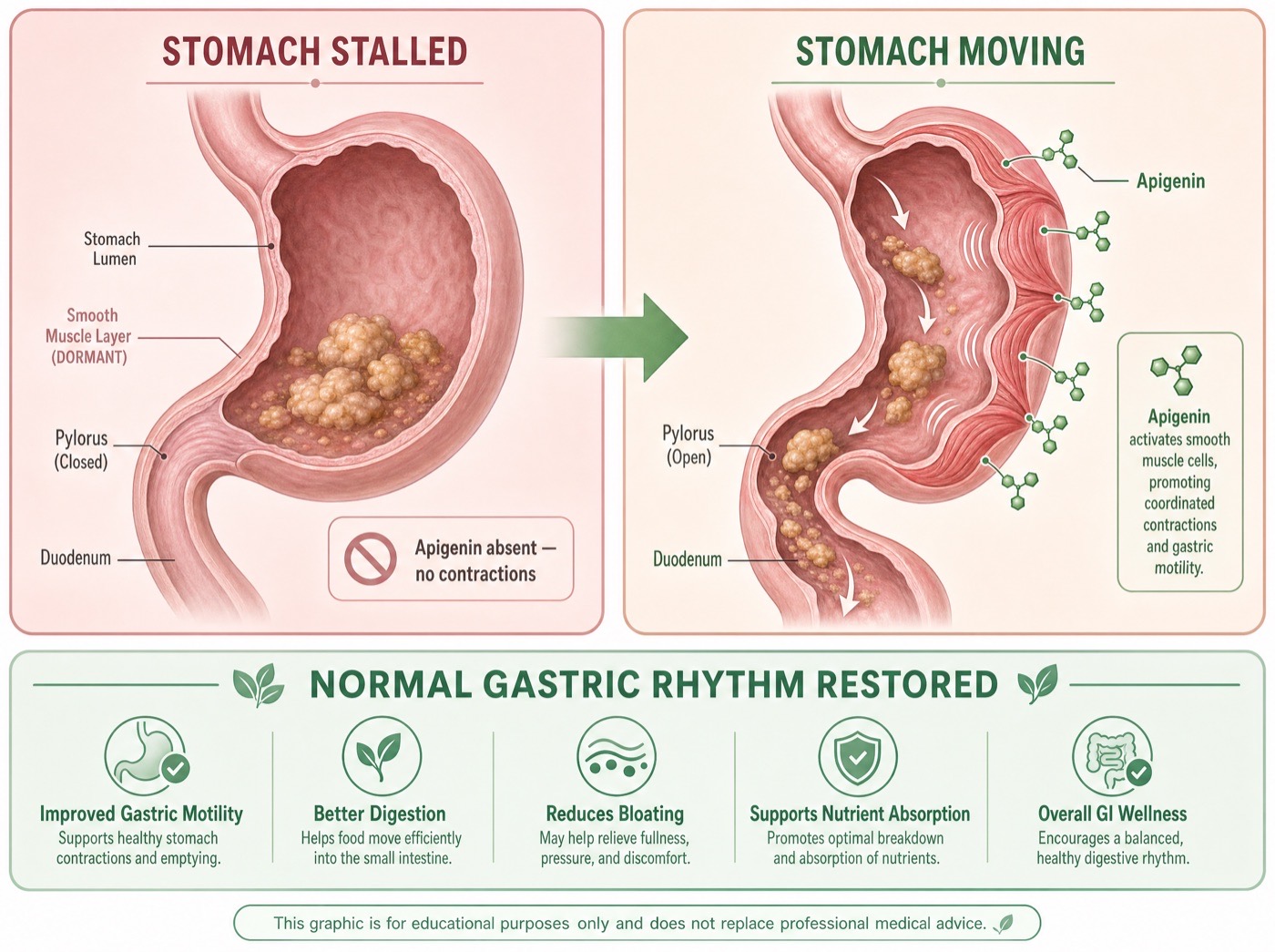 Motilli celery juice fiber gummies compared to daily osmotic laxative powder